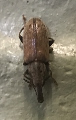 Nemonychidae