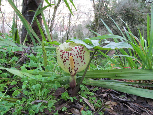 Arum italicum