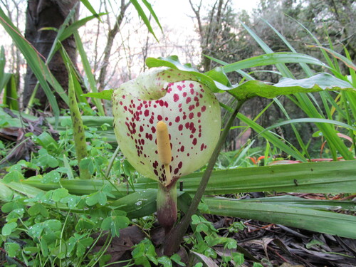 Arum italicum