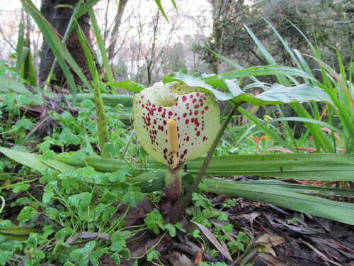 Arum italicum