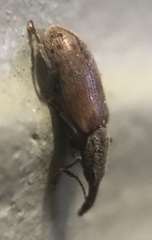 Nemonychidae