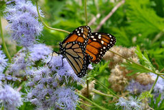 Danaus plexippus