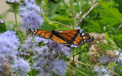 Danaus plexippus
