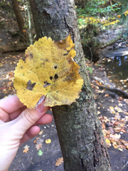 Tilia americana americana