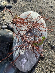 Sarcodiotheca