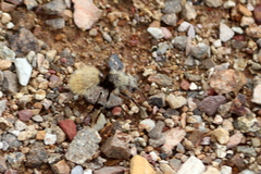 Dasymutilla connectens