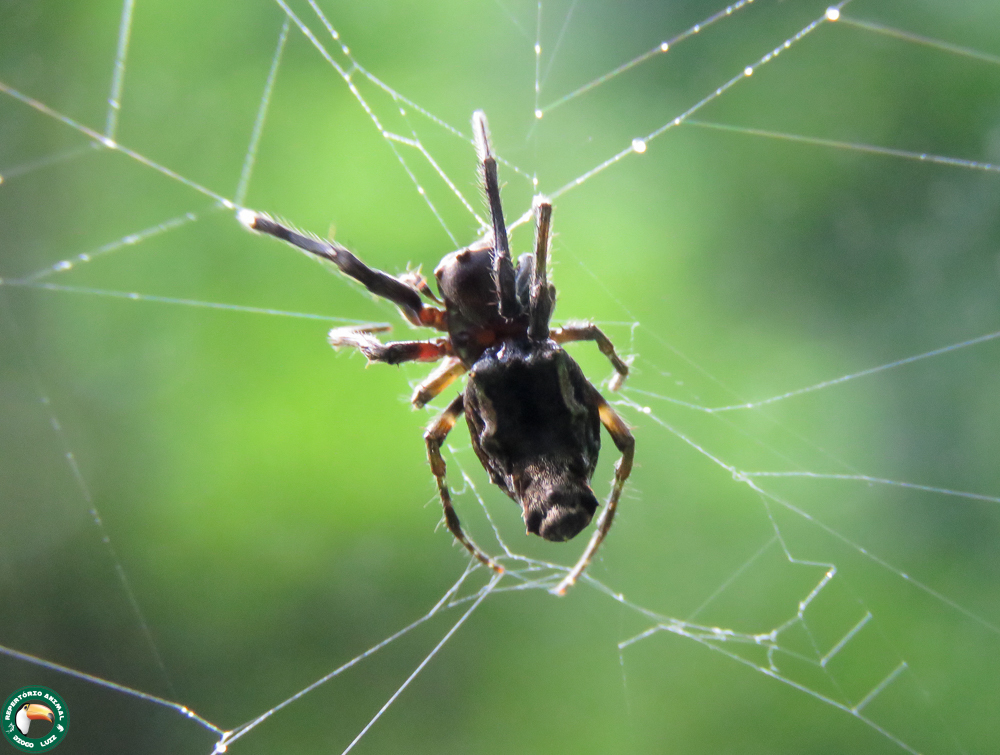 Wagneriana taim