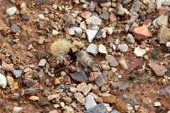 Dasymutilla connectens