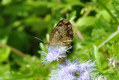 Phyciodes tharos