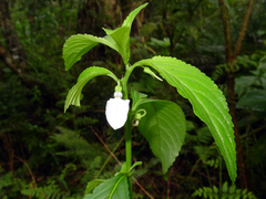 Pombalia communis