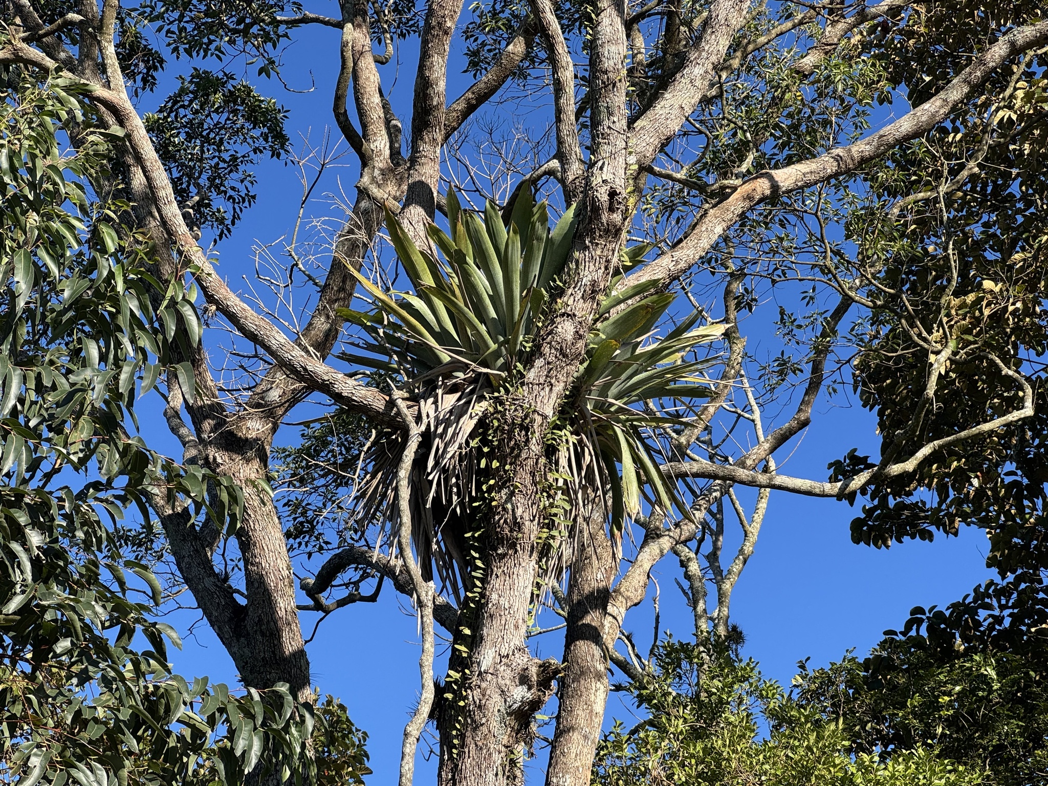 Vriesea gigantea