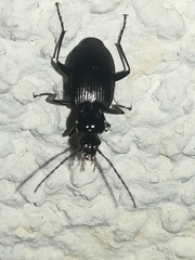Limodromus