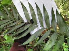 Chamaedorea pochutlensis