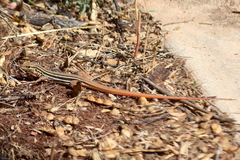 Aspidoscelis stictogrammus