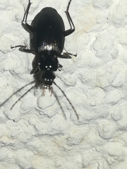 Limodromus