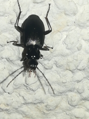 Limodromus