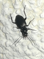 Limodromus
