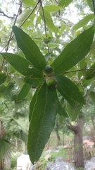 Quercus clivicola