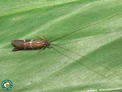 Macrostemum digramma