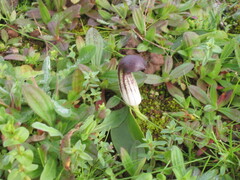 Arisarum simorrhinum, photograph zebedeugalinha, CC BY, iNaturalist via GBIF