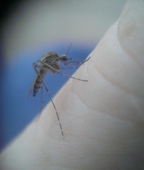 Aedes melanimon