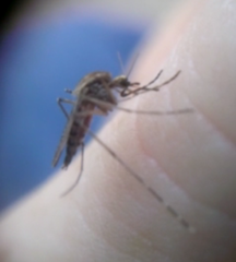 Aedes melanimon