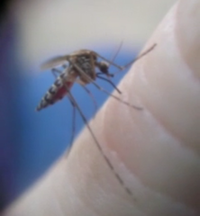 Aedes melanimon