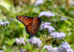 Danaus gilippus