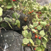 Solanum nelsonii - Photo (c) Danielle Frohlich,  זכויות יוצרים חלקיות (CC BY-NC), הועלה על ידי Danielle Frohlich