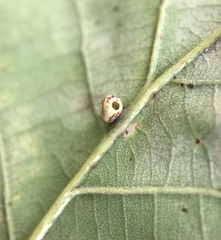 Neuroterus anthracinus