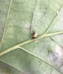 Neuroterus anthracinus