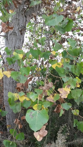 iNaturalist observation photo of Frémont Cottonwood
