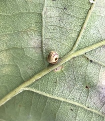 Neuroterus anthracinus