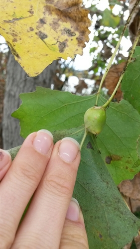 iNaturalist observation photo of Cherubic Poplar Petiole-gall Aphid