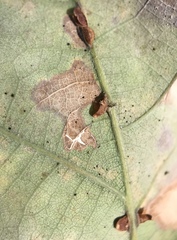 Neuroterus anthracinus