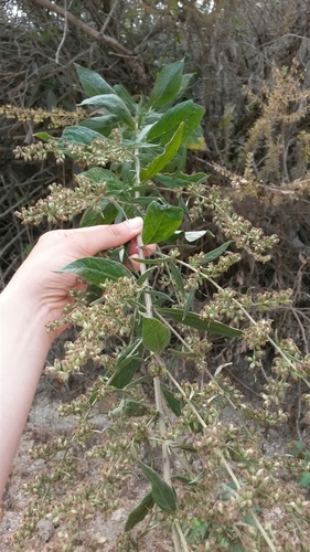 iNaturalist observation photo of California mugwort