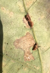 Neuroterus anthracinus