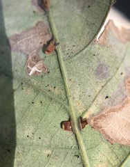 Neuroterus anthracinus