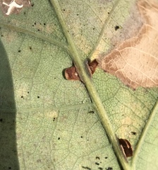 Neuroterus anthracinus