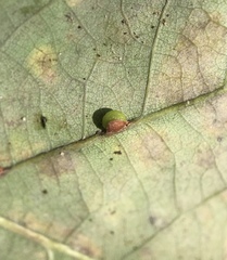 Neuroterus anthracinus