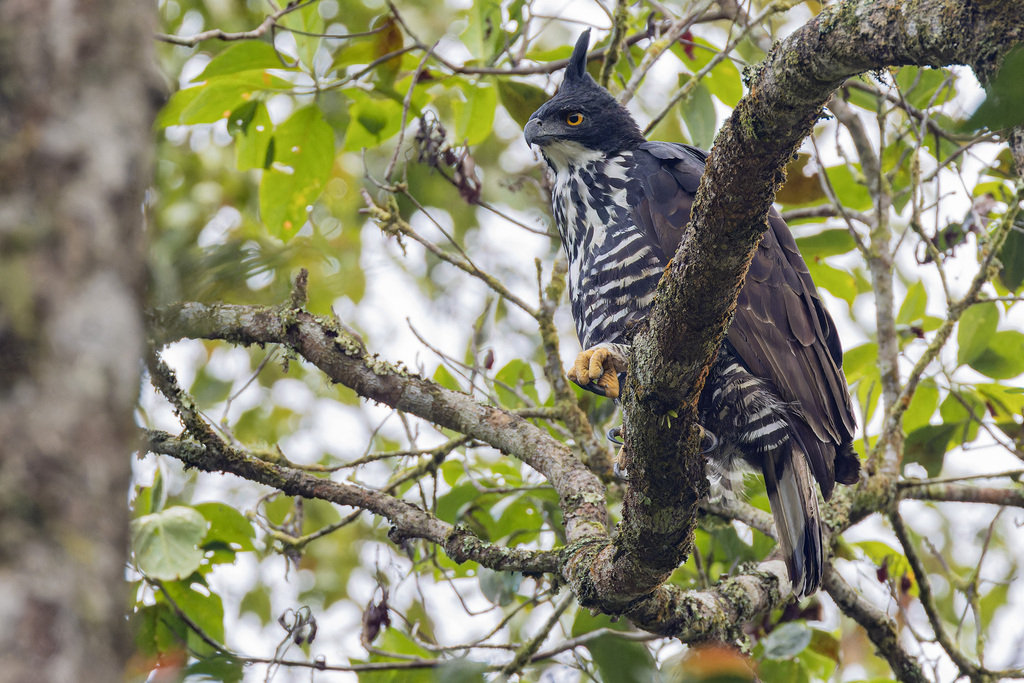 Blyth's Hawk-Eagle