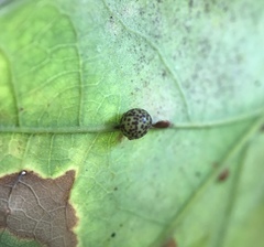 Neuroterus anthracinus