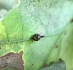 Neuroterus anthracinus