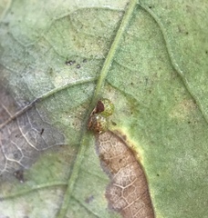 Neuroterus anthracinus