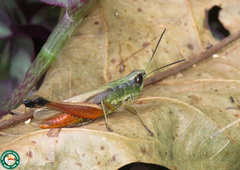 Amblytropidia robusta