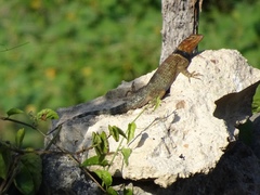 Sceloporus serrifer