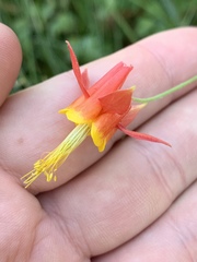 Aquilegia shockleyi