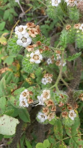 iNaturalist observation photo of branching phacelia
