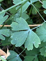 Aquilegia shockleyi