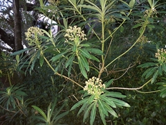 Euphorbia mellifera